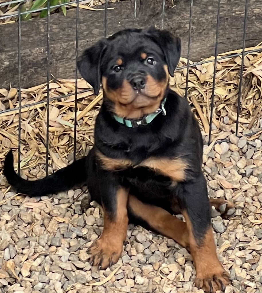 Des Anges D'Ébène - Chiots disponibles - Rottweiler