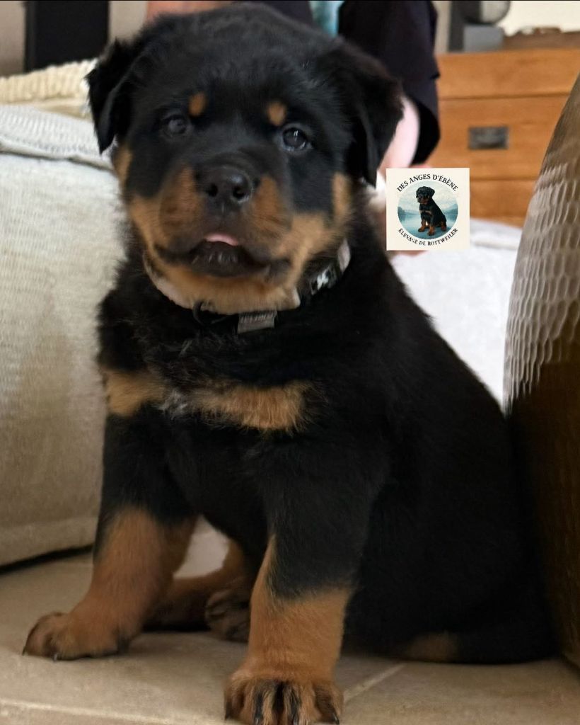 Des Anges D'Ébène - Chiots disponibles - Rottweiler