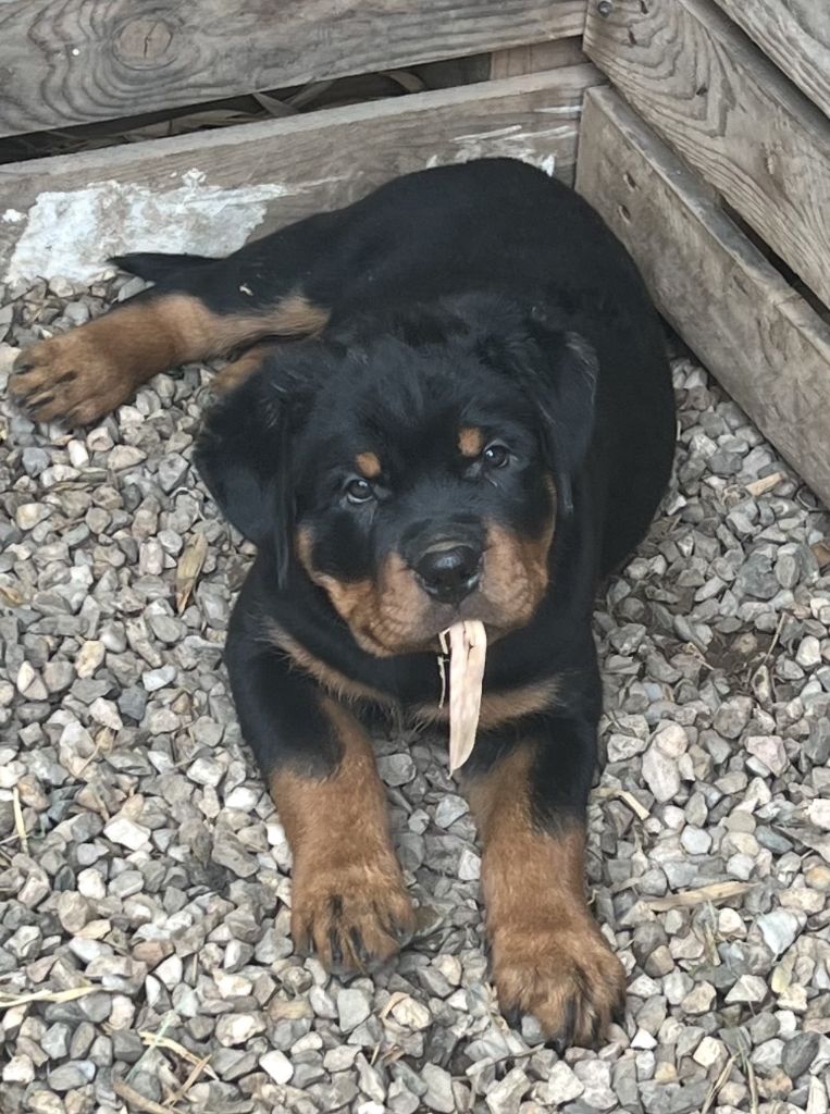 Des Anges D'Ébène - Chiots disponibles - Rottweiler