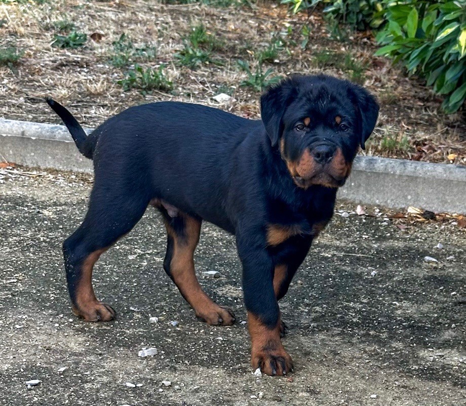 Des Anges D'Ébène - Chiots disponibles - Rottweiler