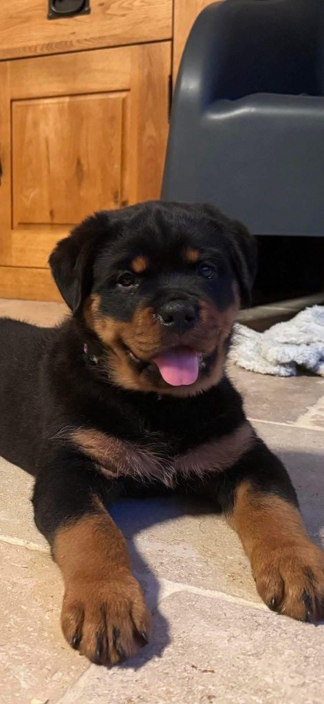 Des Anges D'Ébène - Chiots disponibles - Rottweiler