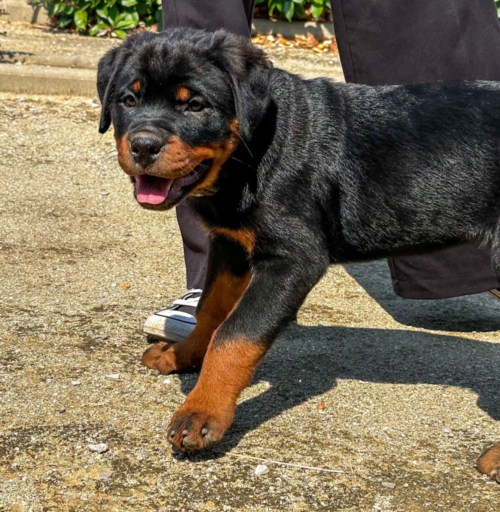 Des Anges D'Ébène - Chiots disponibles - Rottweiler