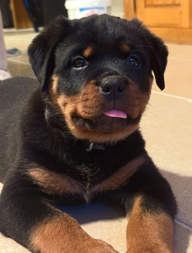Des Anges D'Ébène - Chiots disponibles - Rottweiler